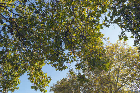 view from below on trees branches against the blue sky on sunny day
