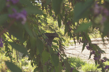 Pigeon sitting on a tree branch and eating berries