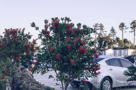 Blooming Pohutukawa trees on Jeju island garden near parking lot