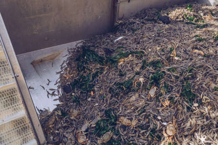 Freshly caught seafood lying in container and going to be cleaned sorted and boiled
