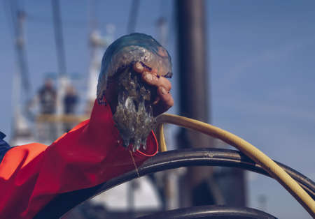 Close up view of fisherman bare hand holding jellyfishの写真素材