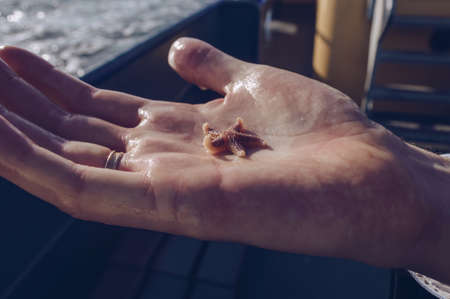 Close up view of starfish in mans hand in sunlightの写真素材