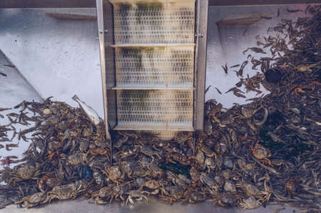 Technology used to gather, lift ,clean, sort and then boil sea productsの写真素材