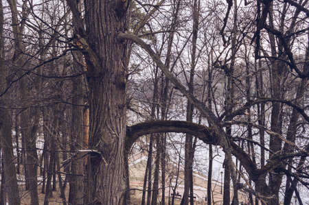 Glimpse of frozen pond throught trees at Tsaritsyno museum-reserveの写真素材