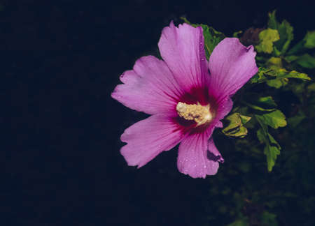close up of Common Hibiscus flower with dark backgroundの写真素材