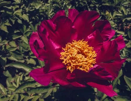 close up view of blooming burgundy tree peony on sunny dayの写真素材