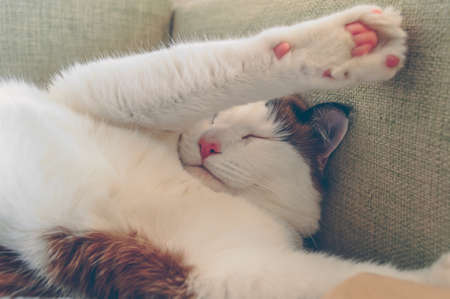 close up of sleeping cat with his paws up lying on his backの写真素材