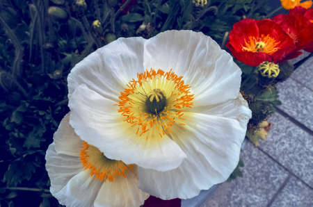 close up view of white cultivated iceland poppies outddorの写真素材