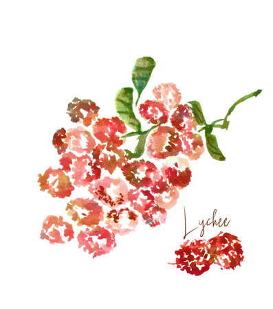 colorful illustration of ripe lychee branch isolated on white backgroundの写真素材