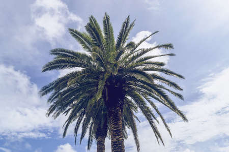 view from below on palm trees against cloudy blue sky