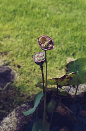 view on lotus seeds inside lotus basket with green grass on backgroundの写真素材