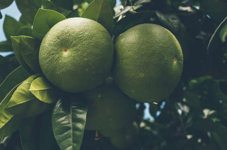 close up view of green growing citrus fruit on Jeju islandの写真素材