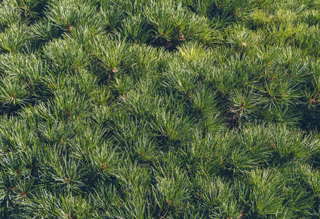 close up view of abundant fir tree foliage background in sunlightの写真素材
