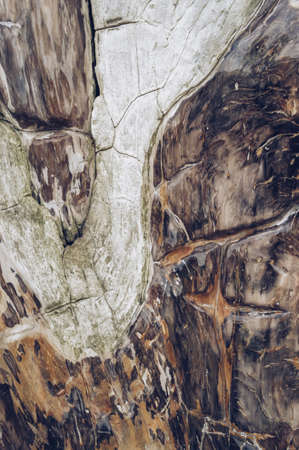 unique wooden like stone textureの写真素材