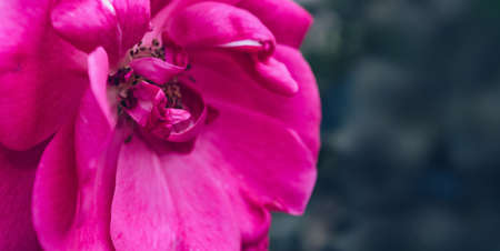 close up view of fuchsia rose flower in bloom with dark background and copy spaceの写真素材