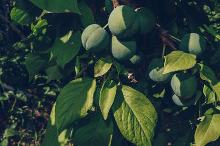 close up view of branch with green growing apricot fruitsの写真素材