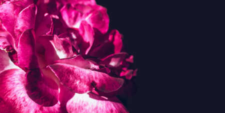 dark horizontal banner decorated with blooming magenta rose petalsの写真素材
