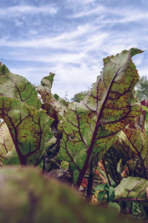 close up view of growing beet leaves with blue sky on background