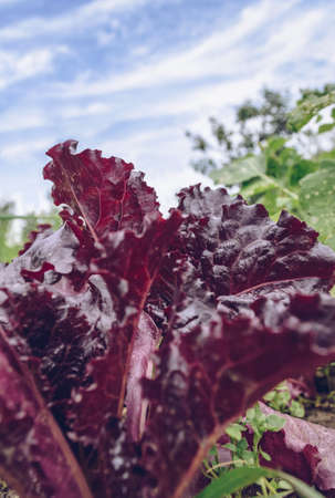close up view of growing lollo rossa salad with blue sky on backgroundの写真素材