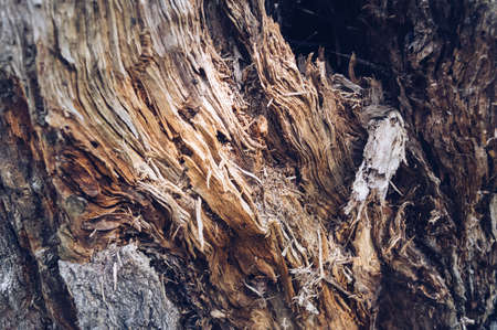 close up view of part of mouldering stump of birch treeの写真素材