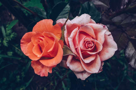 view from above on orange and pink roses in bloom with dark green and purple backgroundの写真素材