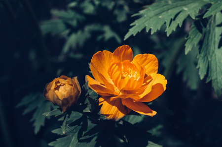 close up view of blooming globe flower (Trollius) and it's budの写真素材