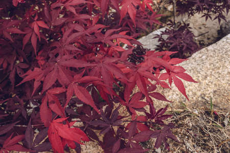 view from above on branches of red maple tree with rocks on backgroundの写真素材