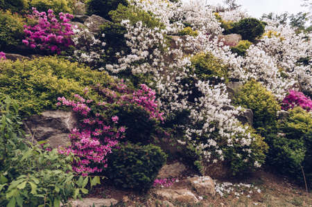 landscape of blooming rhododendron bushes in springtime on gloomy day