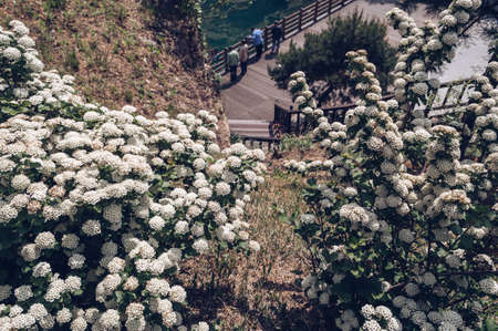 White blossoming Spiraea bushes growing on hill