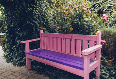 pink wooden bench with purple seating area inside greenhouse with blooming roses and ive plantの写真素材