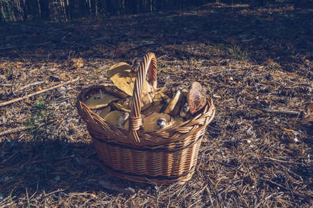 basket full of Yellow boletuses at pine tree forest in the early morning in sunlightの写真素材