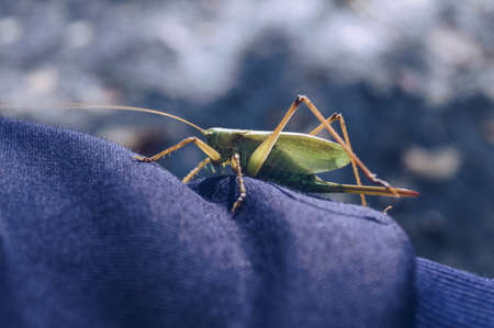 close up view of green large locust sitting on dark clothesの写真素材