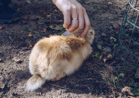man caressing fluffy orange bunny sitting on the groundの写真素材