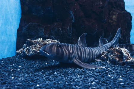 close up view of lying on the bottom between rocks  zebra bullhead sharkの写真素材