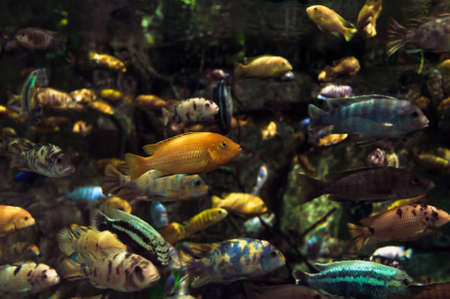 school of colorful fishes swimming beside each other