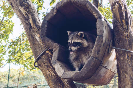 view from below on cute raccoon sticking his tongue out standing  inside wooden houseの写真素材