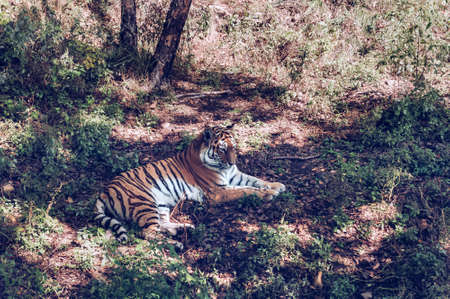 lying on the ground cute and gorgeous Amur tiger