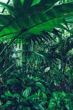 fan palm leaf with spathiphyllums and other tropical plants on backgroundの写真素材