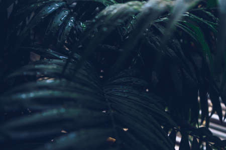 dark and thick evergreen palm leaves covered in rain drops on background