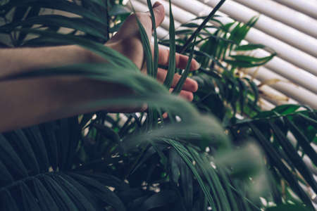 woman looking after her houseplant Chamaedoreas tenderly touching its leafの写真素材