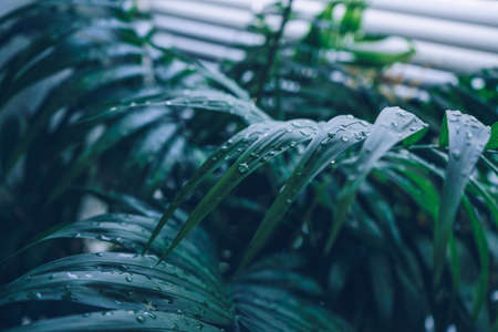 water drops on Chamaedoreas leaves with white  jalousie on background and light coming through itの写真素材