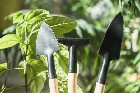 gardening tools: trowels and rake with green lush foliage of houseplants on backgroundの写真素材