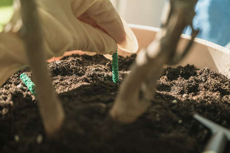close up of process of soil enrichment with fertilizer in sticksの写真素材