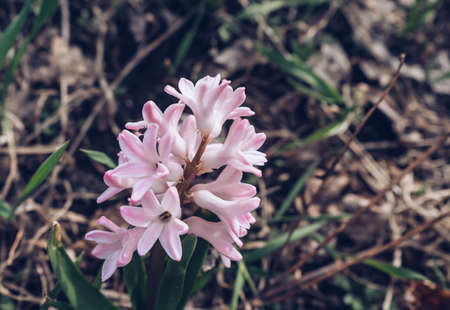 spike of pink hyacinths flowers blooming at spring gardenの写真素材