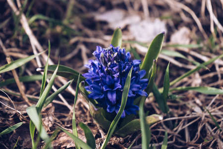 close up view of ultramarine blue hyacinth blossomの写真素材