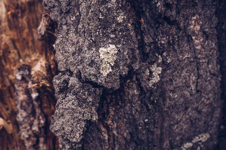 natural background and close up view of lichen on tree barkの写真素材