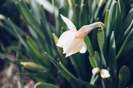 close up view of white narcissus in bloom with couple of budsの写真素材