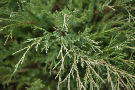 view from above on Thuja occidentalis leaves