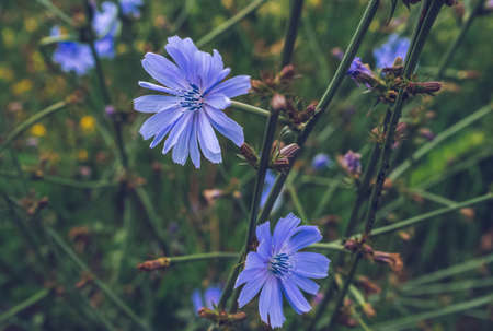 close up view of wild cichorium plant blossoms