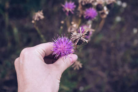 brown knapweed blooming flower in woman's hand  close up viewの写真素材